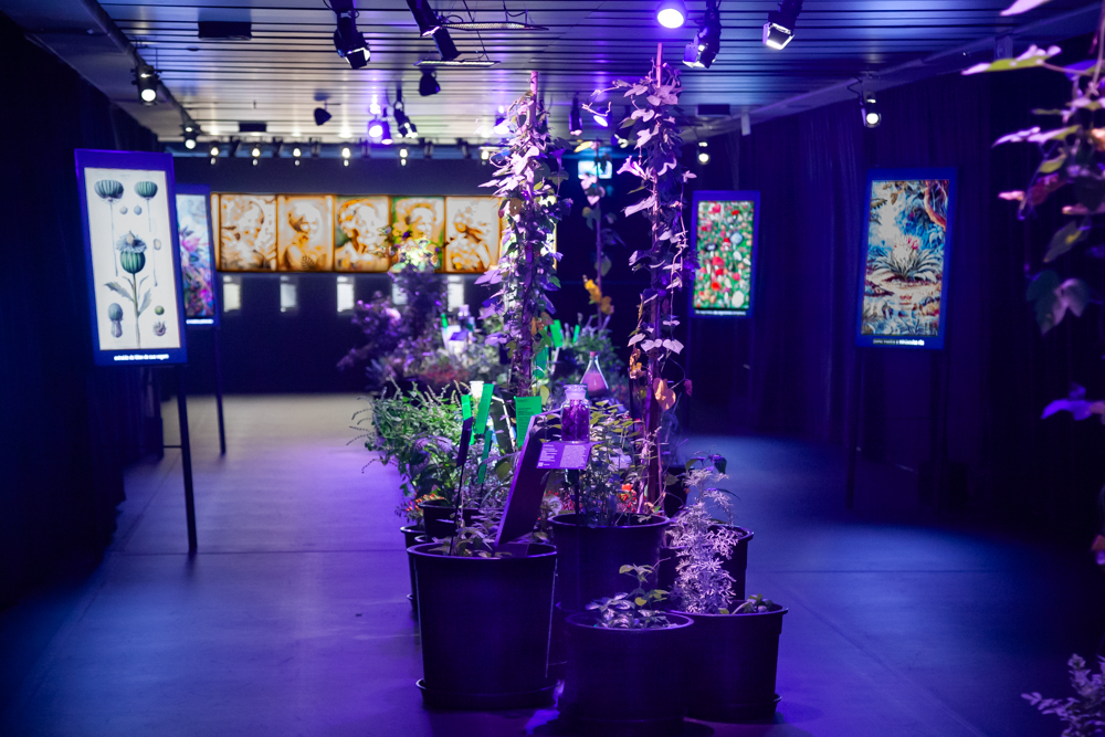 Vista da exposição com plantas em vasos ao centro e imagens iluminadas nas paredes.